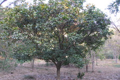 Lepisanthes tetraphylla